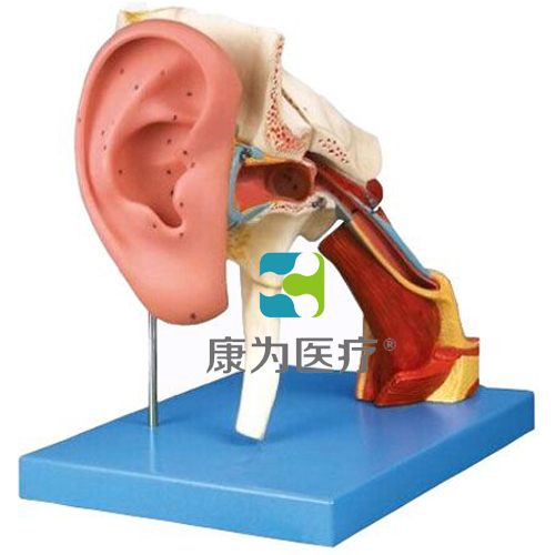“康為醫療”耳結構放大模型