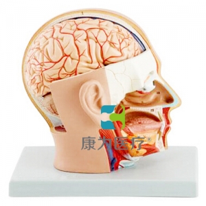 “康為醫療”頭部解剖模型，自然大，4部件